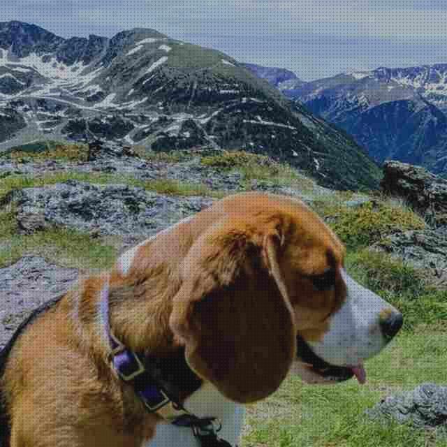 ¿Dónde poder comprar gps perro andorra localizador gps perros?