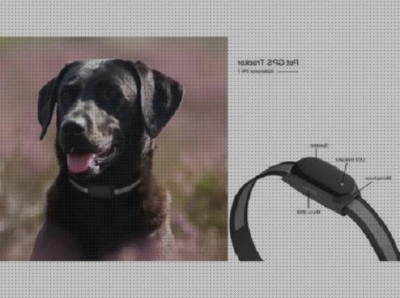 Los mejores 29 Andorra Localizadores Gps Para Perros