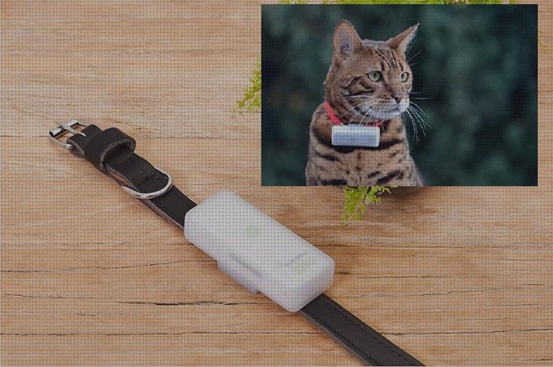 Review de animales