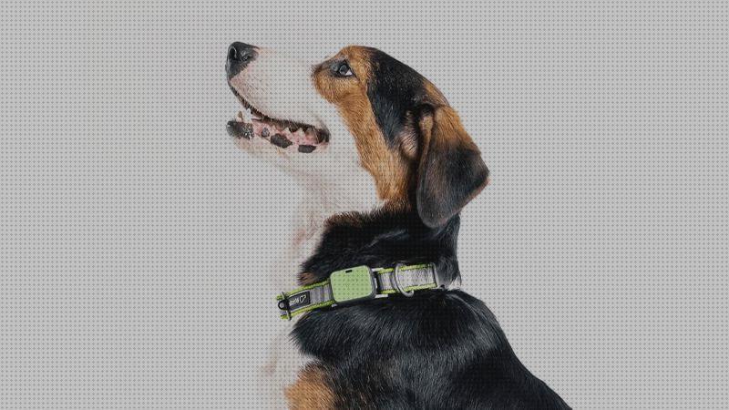 Las mejores gps best 2020 gps 2020 best dog gps collar 2020