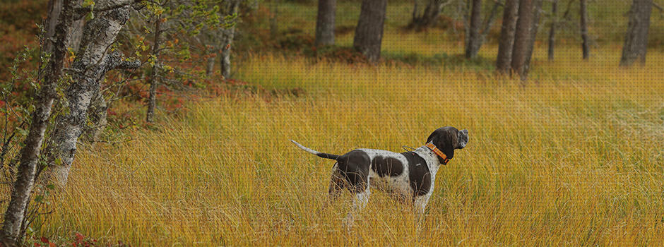 Las mejores chips perros gps gps perro chip localizador perros gps