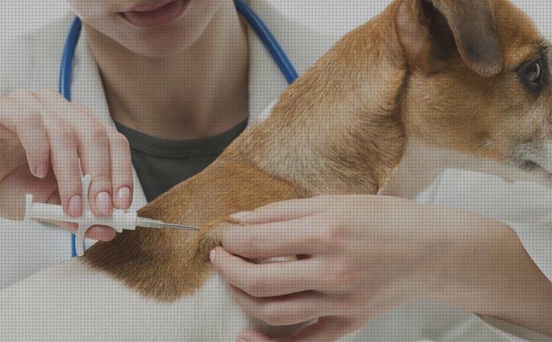 Las mejores marcas de gps perro chip localizador perros gps donde