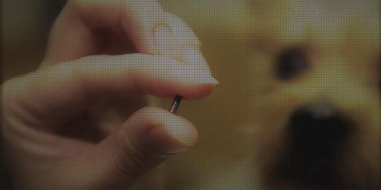 Review de chip localizador perros gps donde