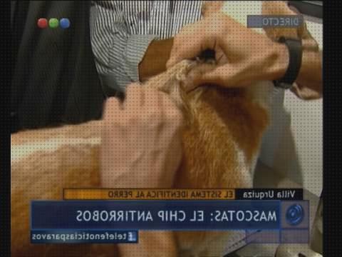 Las mejores marcas de gps subcutaneo perros gps perro chip subcutaneo gps perros