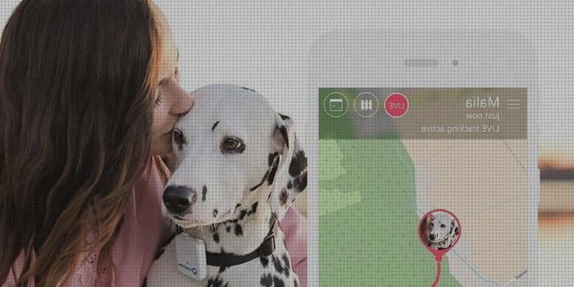 Las mejores gps subcutaneo perros gps perro chip subcutaneo gps perros