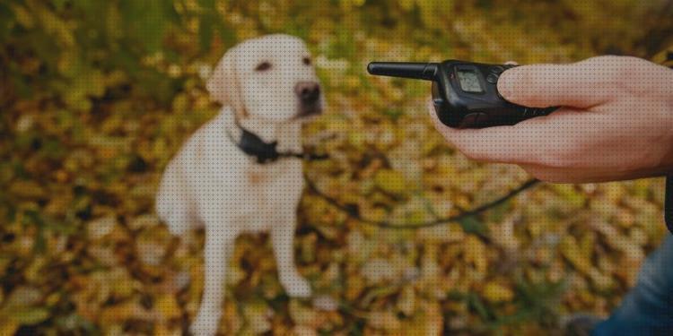 Review de collar gps perros caza barcelona