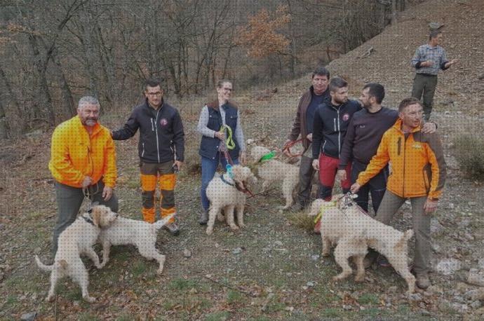 Review de collar gps perros caza decathlon