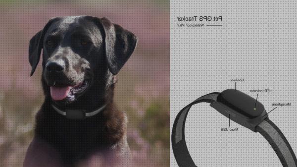 ¿Dónde poder comprar gps perros collar gps perro collar gps perros chile?