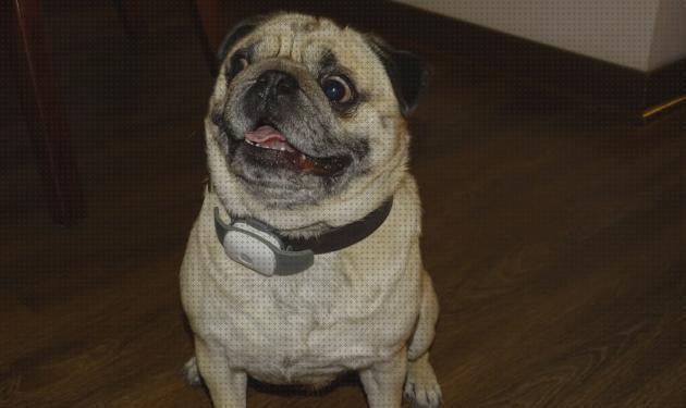 Las mejores gps perros collar gps perro collar gps perros chile