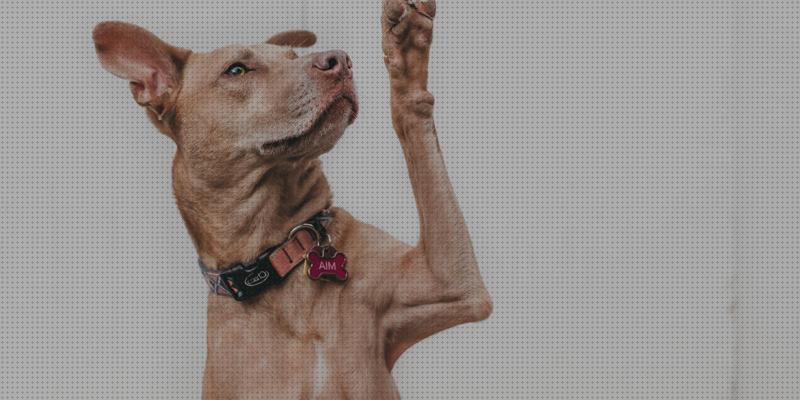 Review de collar gps perros chile