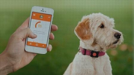 ¿Dónde poder comprar gps perro collar gps perros mexico?
