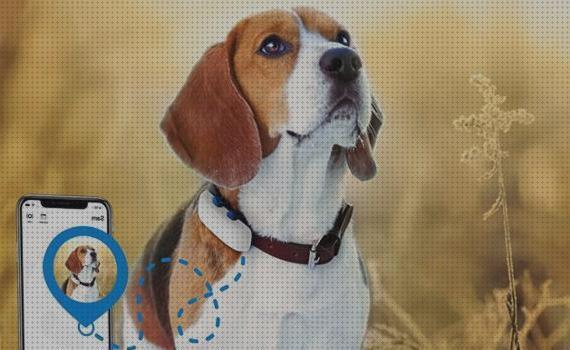 Review de collar gps perros mexico