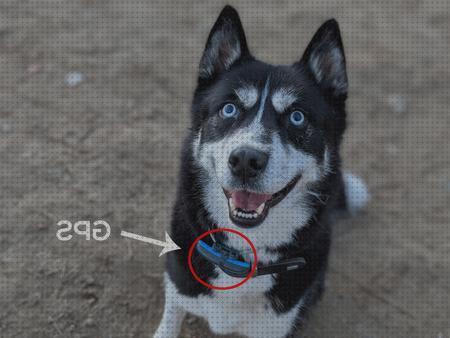 ¿Dónde poder comprar Más sobre vallas invisibles perros gps gps perro collar gps perros tec 1?