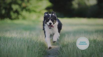 Las mejores Más sobre vallas invisibles perros gps gps perro collar gps perros tec 1