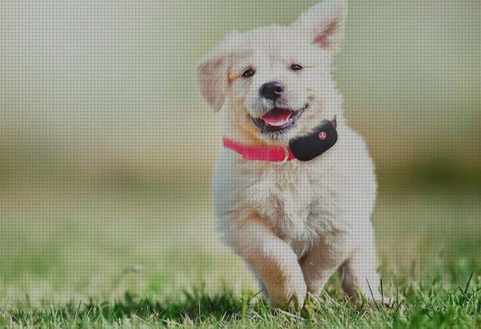 ¿Dónde poder comprar gps perros yepzon gps perro collar gps perros yepzon one europa?