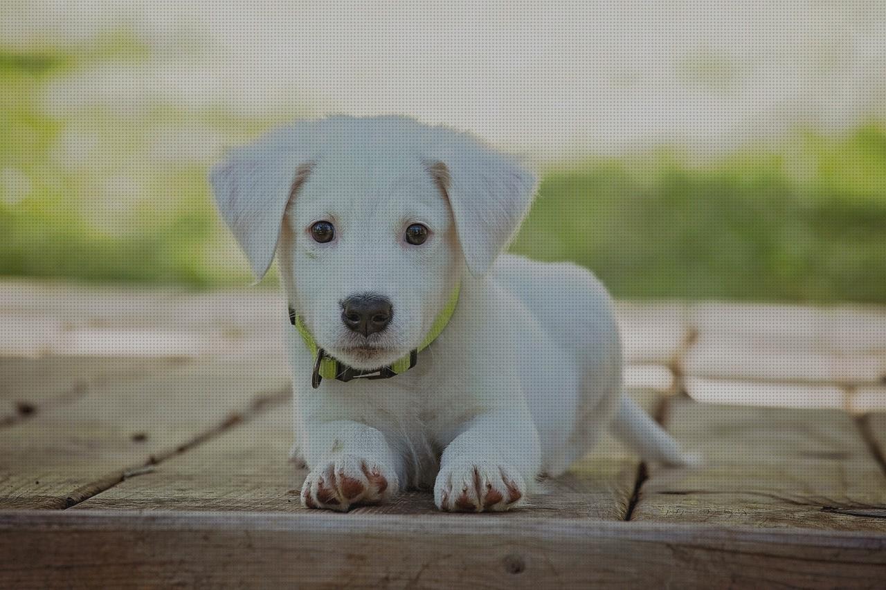 Los mejores 22 Collares Para Perros Gps España