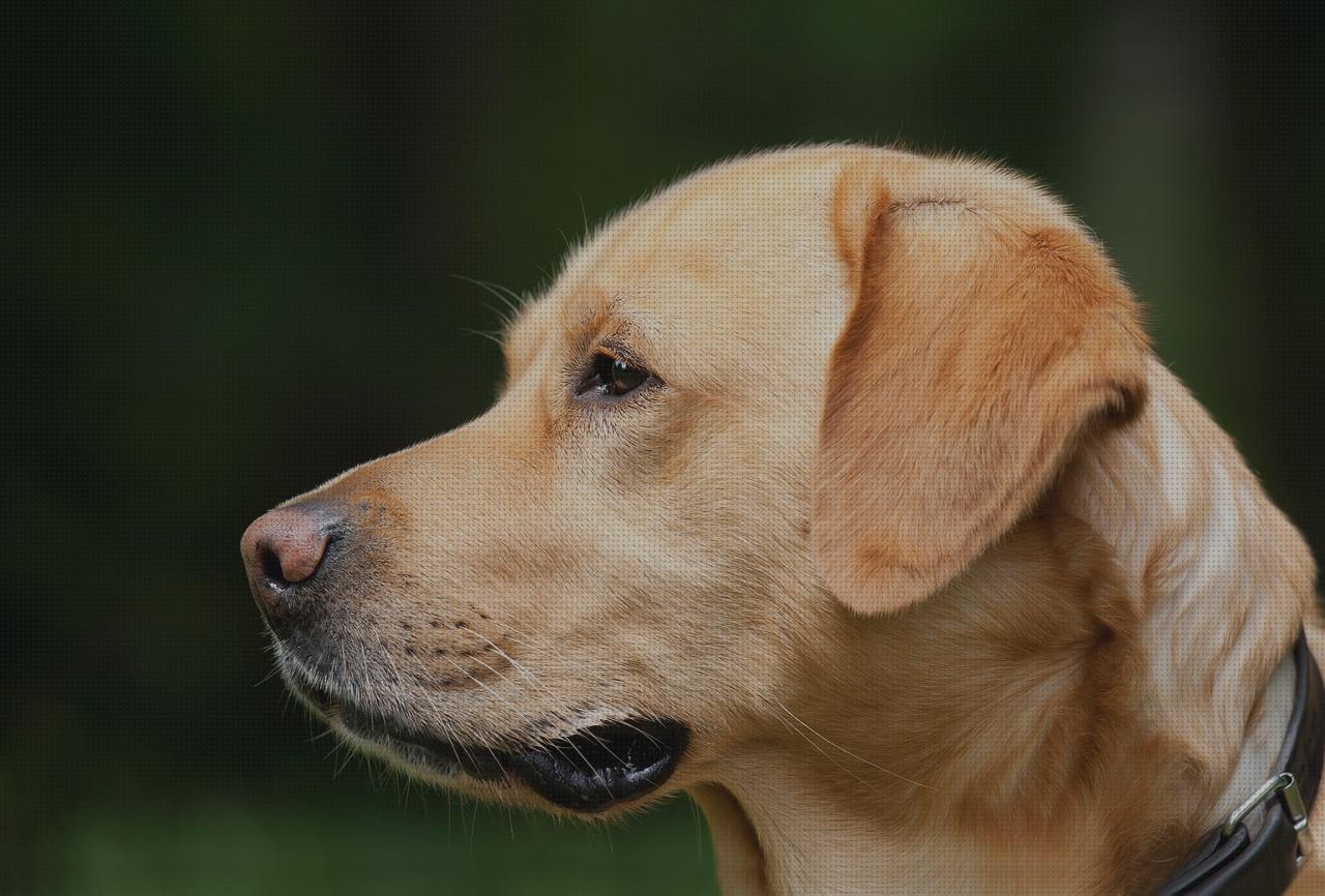 ¿Dónde poder comprar gps perro collar perros gps guardar?