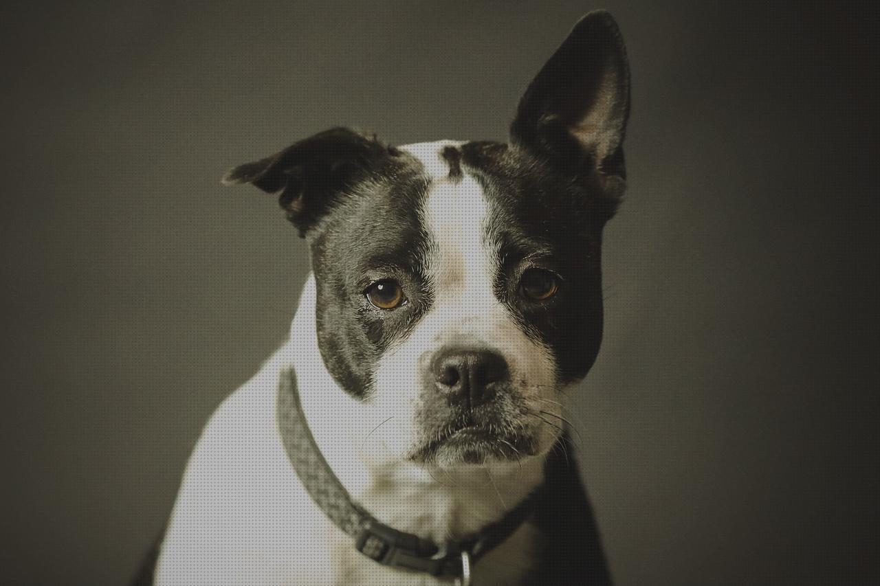 Las mejores marcas de gps perro collar perros gps guardar