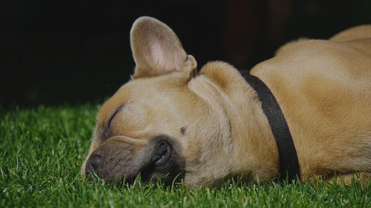 Review de collar perros gps guardar