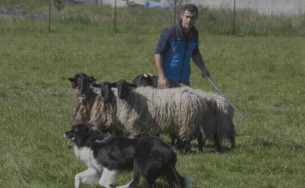 Las mejores marcas de gps perros collar gps perro collares gps perros cantabria