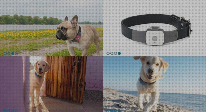Review de collares gps perros cantabria