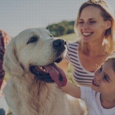 Opiniones de los 22 mejores Collares Gps Para Perros Conectados Al Móviles