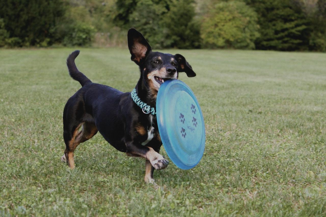 ¿Dónde poder comprar Más sobre vallas invisibles perros gps gps perro corrar de perros con gps?