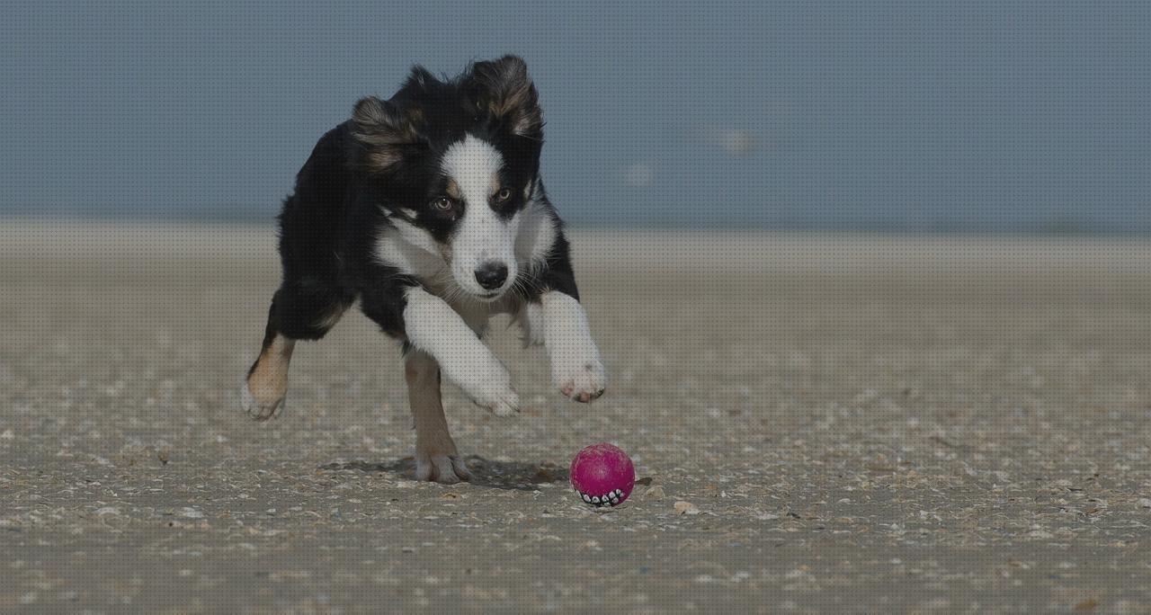 Las mejores marcas de Más sobre vallas invisibles perros gps gps perro corrar de perros con gps