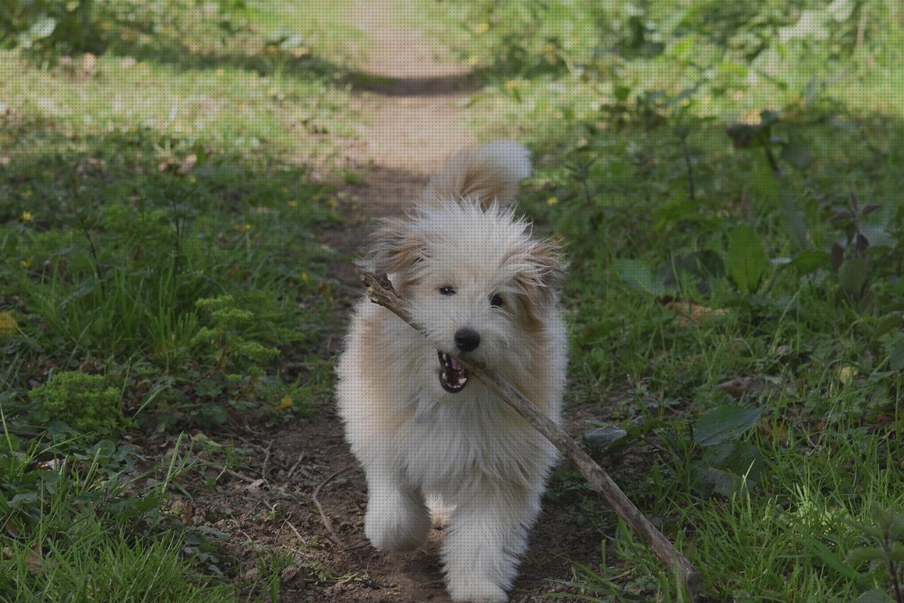 Las mejores Más sobre vallas invisibles perros gps gps perro corrar de perros con gps