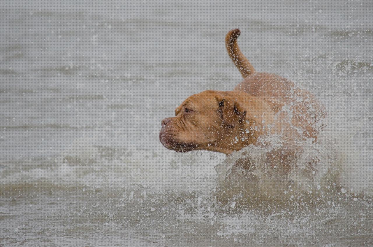 Review de corrar de perros con gps