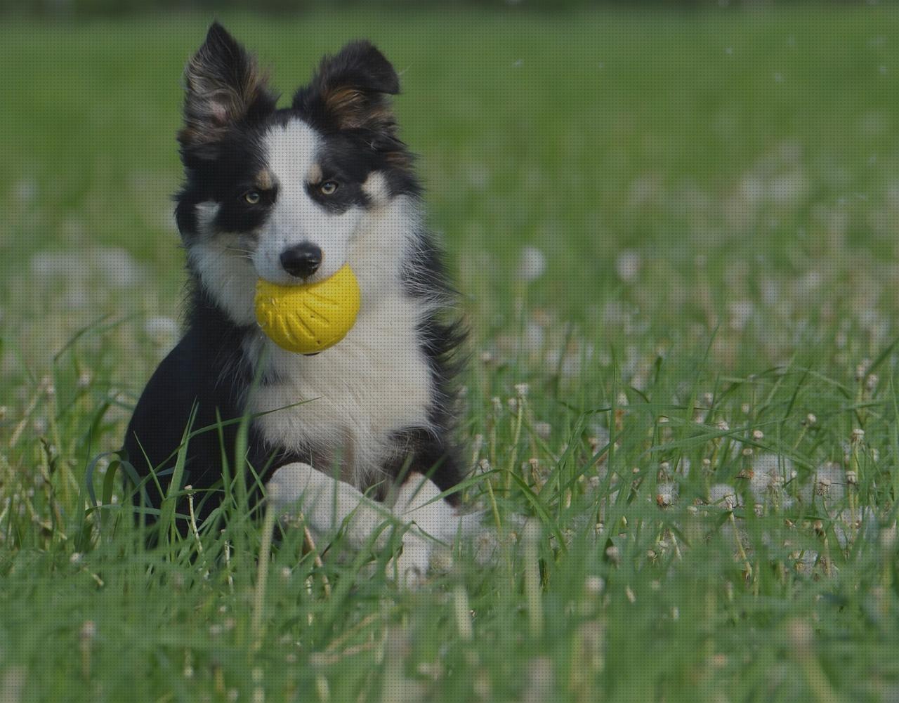 Los mejores 17 Corrar De Perros Con Gps