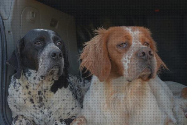 ¿Dónde poder comprar detector gps perros gps perro detector gps perros foro?
