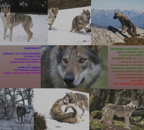 Las mejores marcas de Más sobre vallas invisibles perros gps gps perro facebook productos estrella gps perros