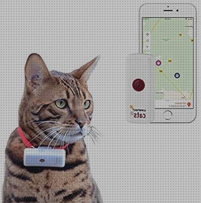 ¿Dónde poder comprar gatos?