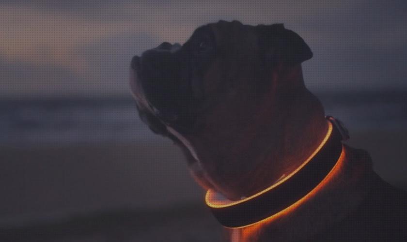 Los 33 Mejores Gps Bluetooth Para Perros