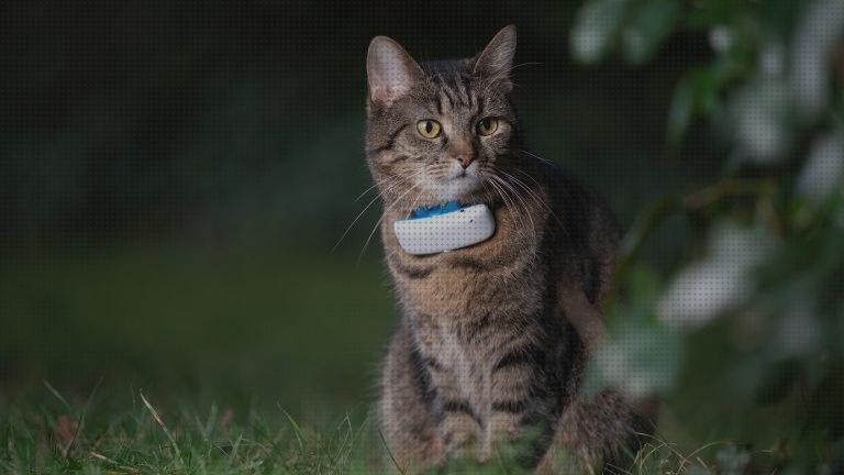 Las mejores marcas de Más sobre gps conectar al coche Más sobre gps que navegador elegir Más sobre localizador gps coche particular gps cat collar buy