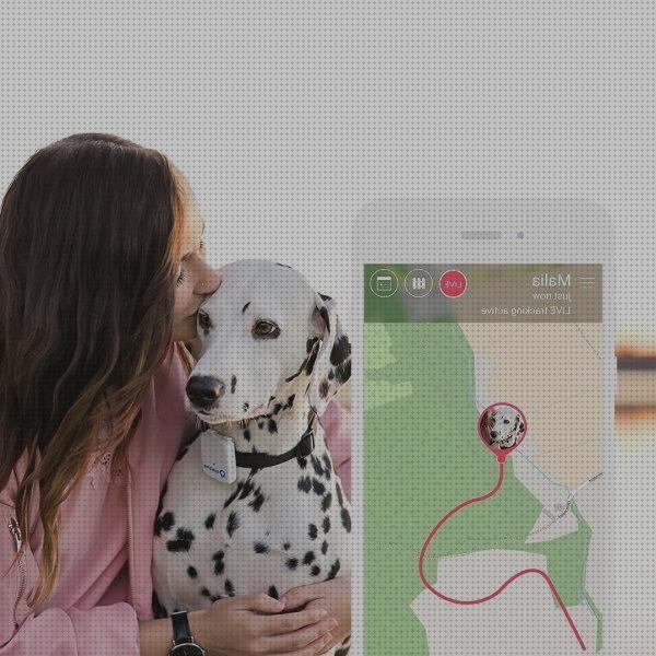 Los 30 Mejores Gps Con Camaras Para Perros