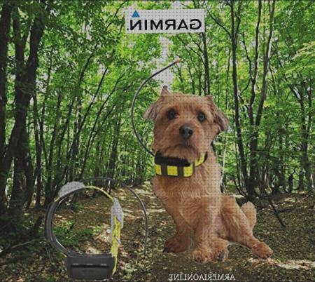 Las mejores marcas de gps perros caza gps perro gps localizar perros de caza
