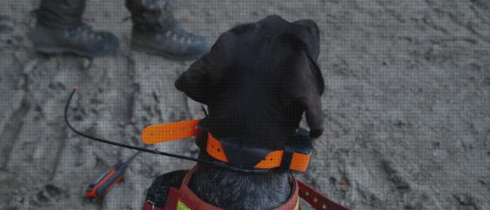 Las mejores gps perros caza gps perro gps localizar perros de caza
