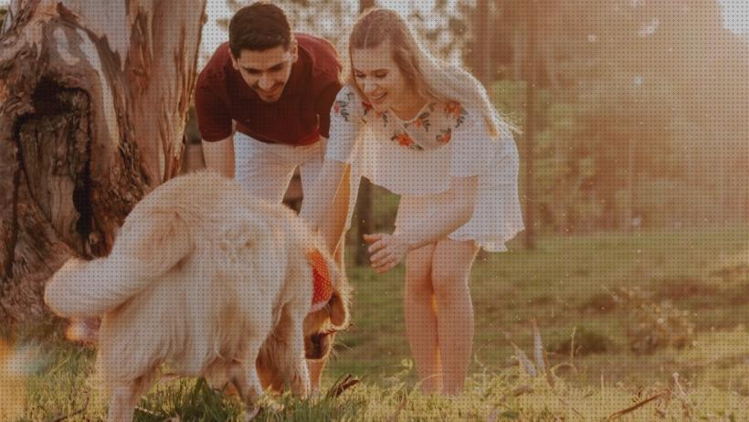 Las mejores marcas de gps perro gps on camara perros