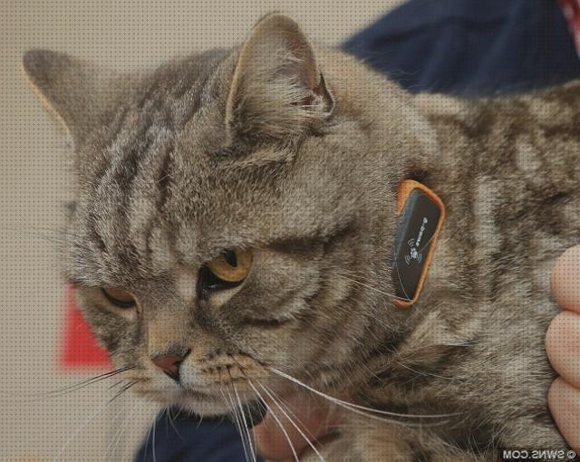 Las mejores marcas de gatos