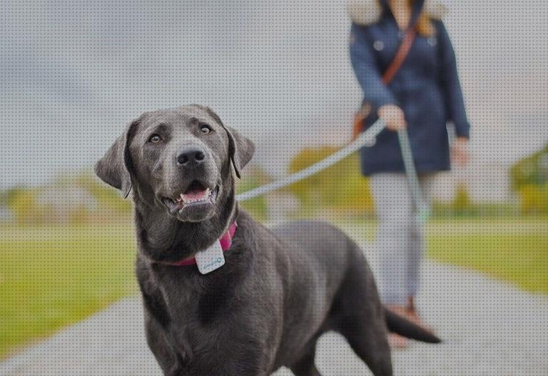 ¿Dónde poder comprar gps 2020 gps perros 2020?