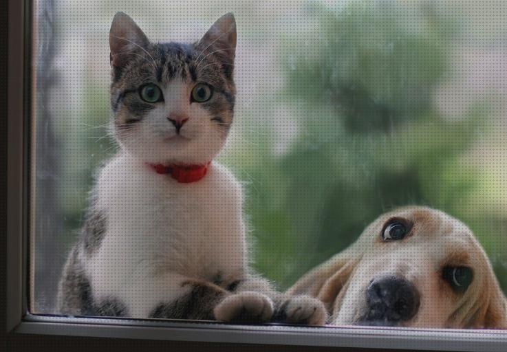 Los 23 Mejores Gps Para Perros Gatos