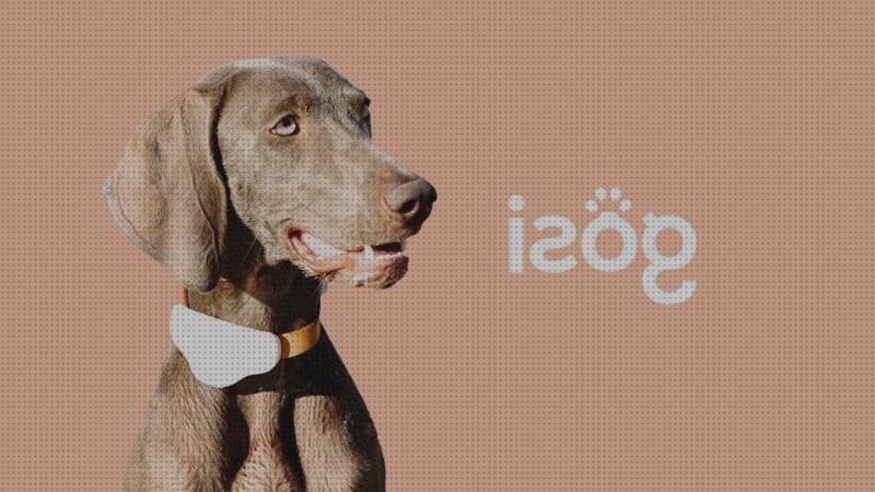 Los 23 Mejores Gps Para Perros Gosi
