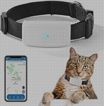 Las mejores pequeños gps perros pequeños