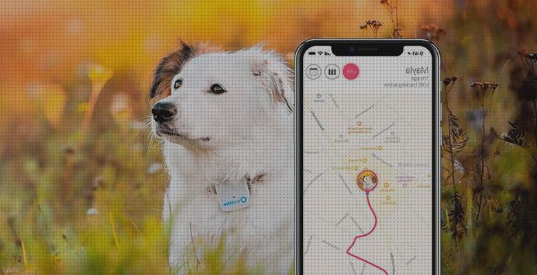 Las mejores marcas de Más sobre vallas invisibles perros gps gps perro gps perros track vs evo