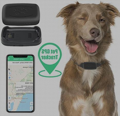 Review de gps perros track vs evo