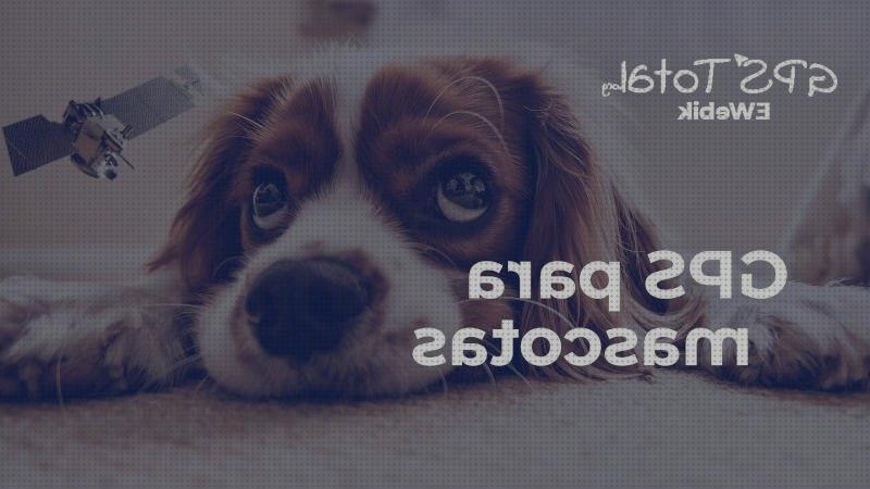 Los mejores 19 Identificadores De Perros Con Gps