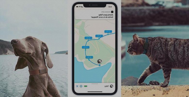 ¿Dónde poder comprar perros invoxia gps perros?
