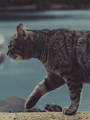 Opiniones de los 27 mejores Invoxia Gps Para Perros